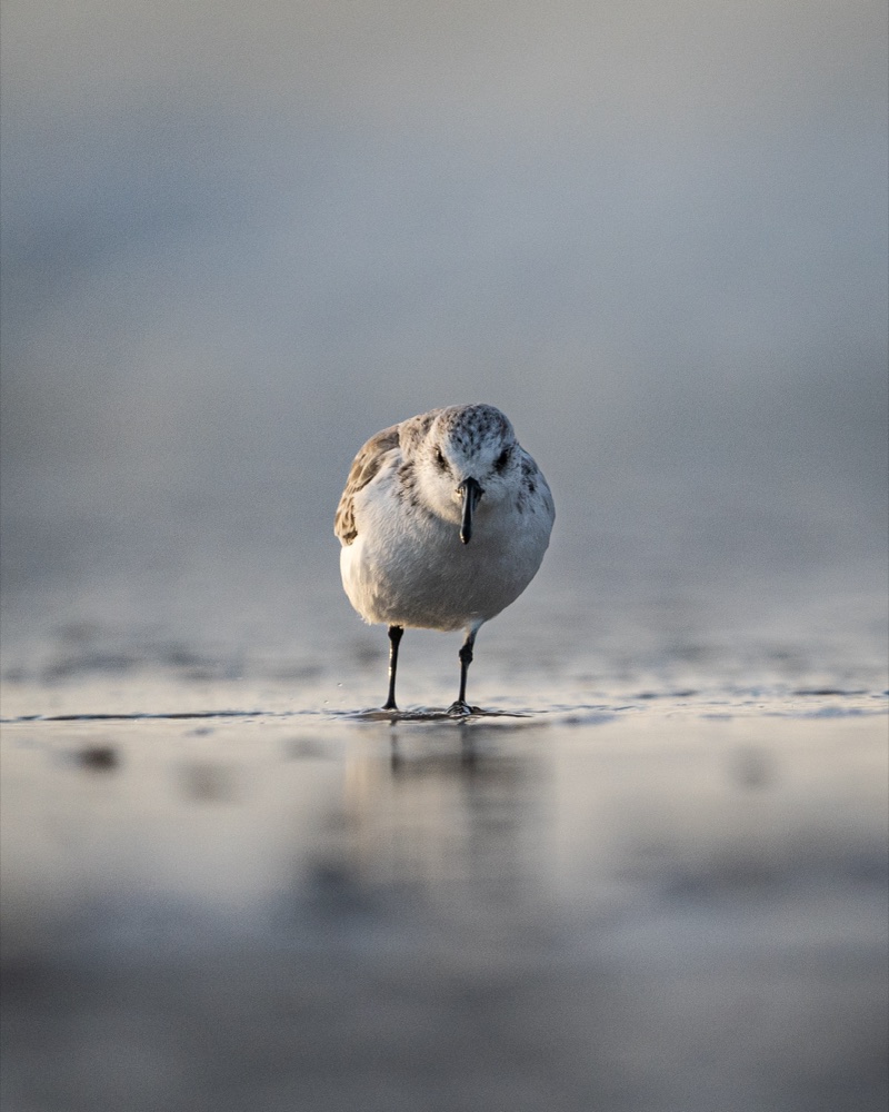 Einzelner Strandläufer spiegelt sich im nassen Sand